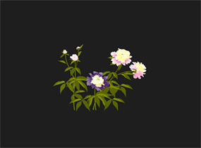 植物开花花朵flash动画